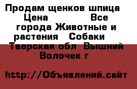 Продам щенков шпица › Цена ­ 25 000 - Все города Животные и растения » Собаки   . Тверская обл.,Вышний Волочек г.